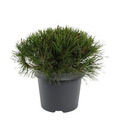 Balkanbergtall ‘Pinus Mugo Mughus' Ø19 cm